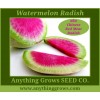 Radish - Watermelon/Chinese Red  Meat - Organic